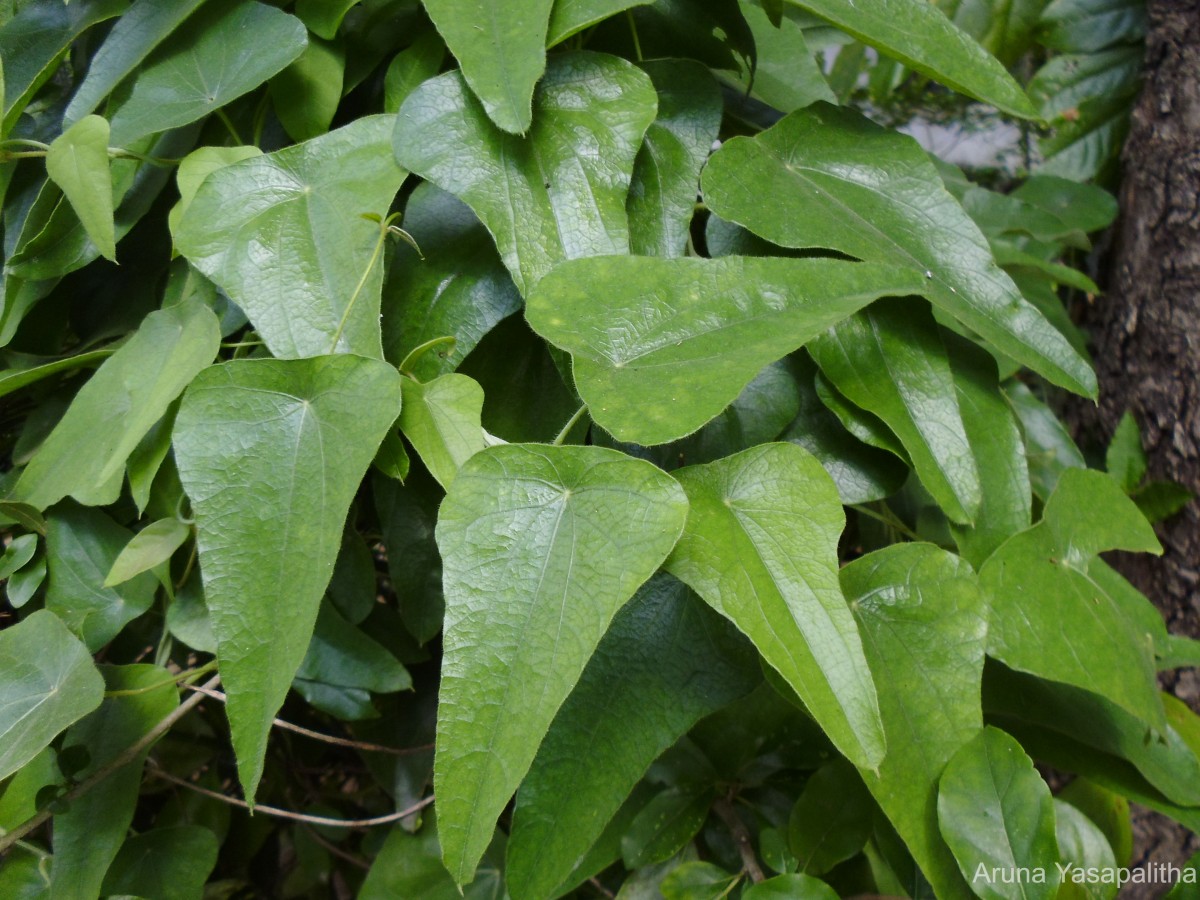 Cyclea peltata (Lam.) Hook.f. & Thomson